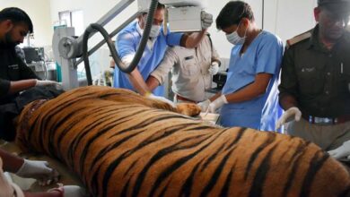 बांधवगढ टाईगर रिजर्व के नर बाघ ‘छोटा भीम’ का हो रहा उपचार