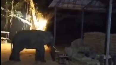 हाथी ने जमकर मचाया उत्पात, धान को भी गटक लिया