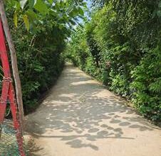 नई पद्धति से पिछले दो वर्षों में प्रयागराज में 56000 वर्ग मीटर घने जंगल उगाए