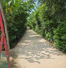 नई पद्धति से पिछले दो वर्षों में प्रयागराज में 56000 वर्ग मीटर घने जंगल उगाए