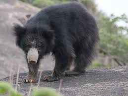 भालू का आतंक जारी, मॉर्निंग वाक करने निकले व्यक्ति पर किया हमला, गंभीर रूप से घायल