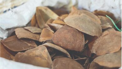 पेंगोलिन तस्करों पर कसा शिकंजा, तीन पकड़ाए