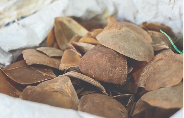 पेंगोलिन तस्करों पर कसा शिकंजा, तीन पकड़ाए