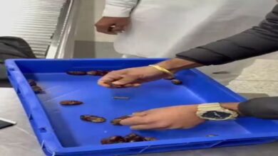 खजूर ने उगला सोना ! जरा देखिये सोना को कैसे लाया जा रहा खजूर ने उगला सोना ! जरा देखिये सोना को कैसे लाया जा रहा