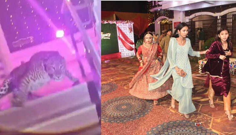 शादी में पहुंचा तेंदुआ, दुल्हन समेत सभी ने लड़ाई दौड़, मची चीख-पुकार