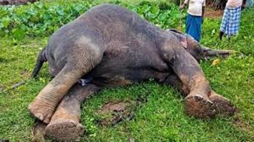 धरमजयगढ़ वनमंडल में वृद्ध एवं बीमार नर हाथी ने तोड़ा दम