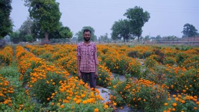 फूलों के खेती ने किसान मोती को बनाया सफल व्यवसायी