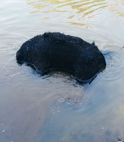 भालू की तैरती हुई मिली लाश, तीन वन कर्मी निलंबित