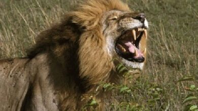 शेर आया : गाँव में पहुंचा शेर, किसान पर हमला, गंभीर रूप से घायल