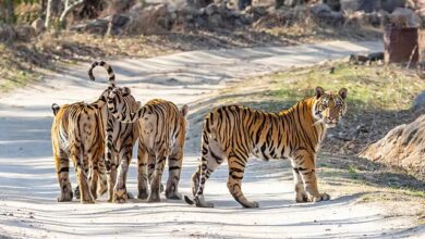 माधव नेशनल पार्क बनेगा प्रदेश का 9वां टाइगर रिजर्व