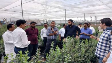 छिंदवाड़ा के अमरवाड़ा में हो रही है ब्लू बेरी की फसल