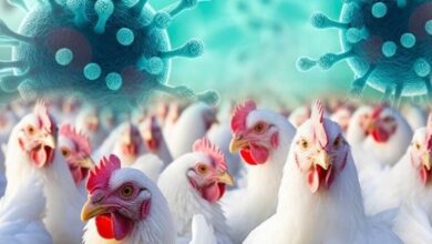 बर्ड फ्लू के प्रकोप को रोकने के लिए सरकार और कुक्कुट उद्योग साथ आए