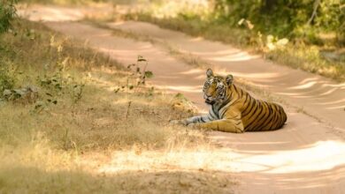 MP को मिला 25वां अभयारण्य, सागर में डॉ. भीमराव अंबेडकर अभयारण्य की अधिसूचना जारी