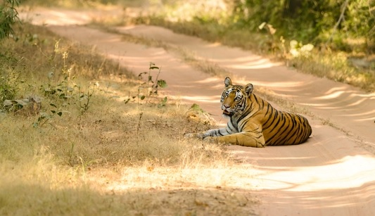 MP को मिला 25वां अभयारण्य, सागर में डॉ. भीमराव अंबेडकर अभयारण्य की अधिसूचना जारी