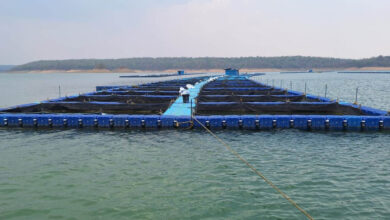 हसदेव-बांगो डूबान क्षेत्र में बनेगा छत्तीसगढ़ का पहला एक्वापार्क, केज कल्चर से मछली उत्पादन ही नहीं, ग्रामीणों के आय में हो रही वृद्धि