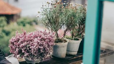 गर्मी में सूख ना जाएं हरे-भरे पौधे, खास ख्याल रखना जरूरी