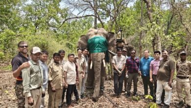 संजय एवं बांधवगढ़ टाइगर रिज़र्व की टीमों ने किया उत्पात मचाने वाले हाथी का सफल रेस्क्यू
