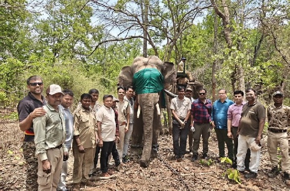 संजय एवं बांधवगढ़ टाइगर रिज़र्व की टीमों ने किया उत्पात मचाने वाले हाथी का सफल रेस्क्यू