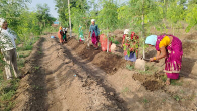 सुपर फुड मुनगा से कोकड़ी की महिलाओं को रही लाखों की कमाई सुपर फुड मुनगा से कोकड़ी की महिलाओं को रही लाखों की कमाई