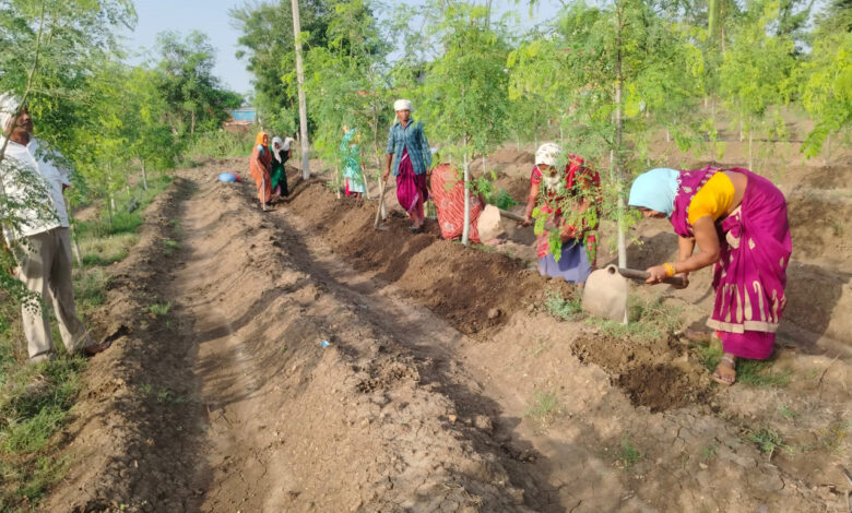 सुपर फुड मुनगा से कोकड़ी की महिलाओं को रही लाखों की कमाई