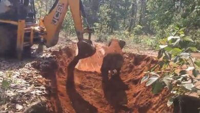 हाथी शावक की जान बची: समय पर रेस्क्यू से टली बड़ी अनहोनी हाथी शावक की जान बची: समय पर रेस्क्यू से टली बड़ी अनहोनी