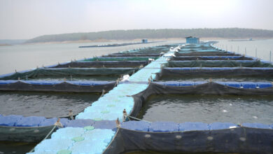 छत्तीसगढ़ में फिशरीज के नये युग की शुरूआत, हसदेव डुबान में बनेगा पहला एक्वा पार्क