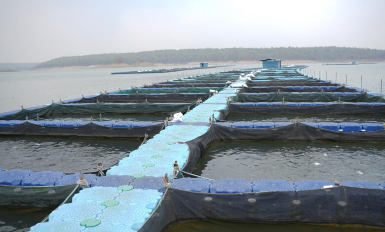 छत्तीसगढ़ में फिशरीज के नये युग की शुरूआत, हसदेव डुबान में बनेगा पहला एक्वा पार्क