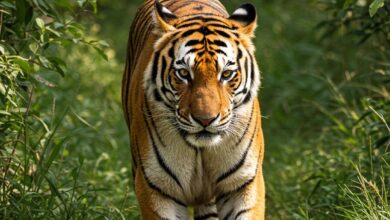 अंतर्राष्ट्रीय बाघ दिवस :मध्यप्रदेश में बाघ की दहाड़ बरकरार