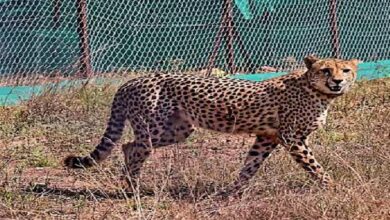 कूनो नेशनल पार्क में मादा चीता नभा की हुई मौत
