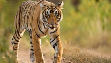 छाल और लैलूंगा रेंज के जंगलों में मिले बड़े-बड़े पंजों के निशान, हड़कंप